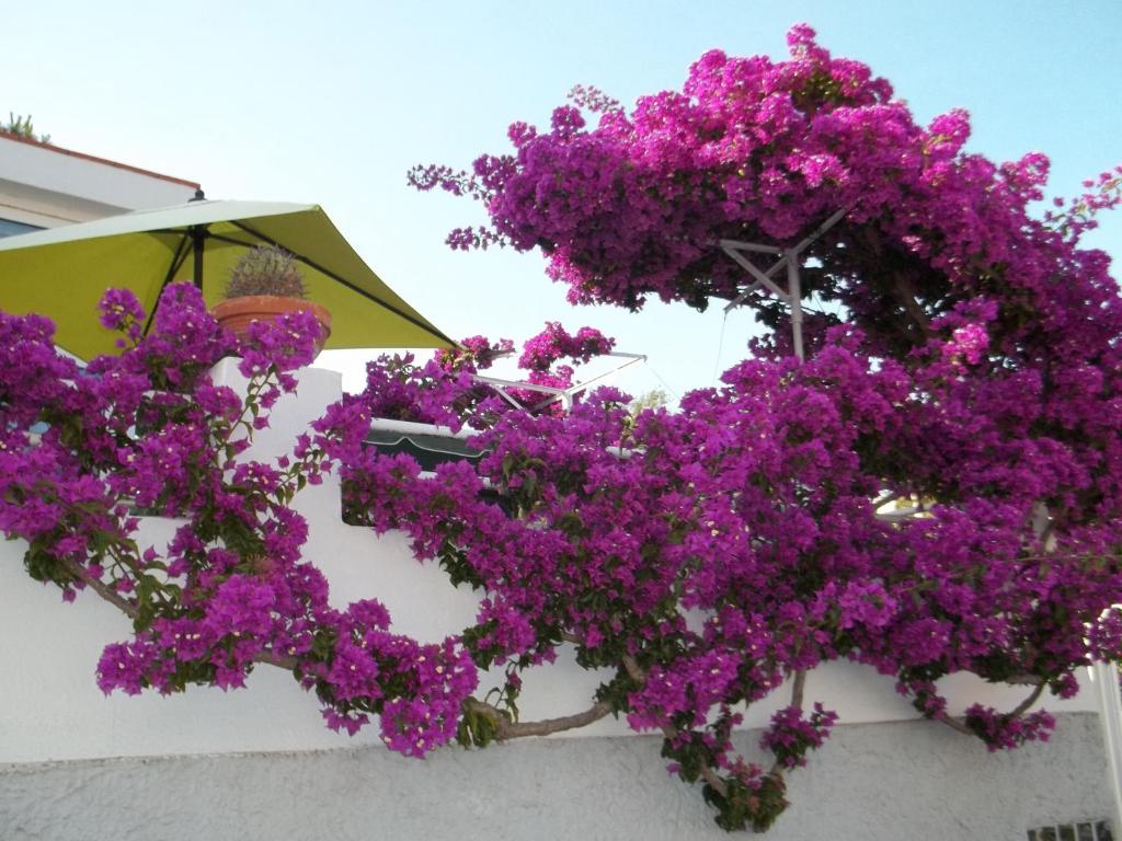 Hotel Villa Cecilia — Ischia